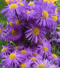 Astra alpínska modrá - Aster alpinus - semená - 70 ks