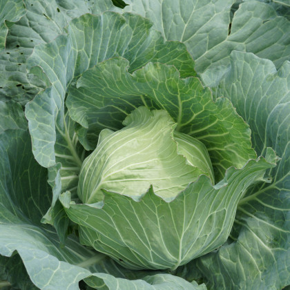 Karfiol skorý Ingloory - Brassica oleracea - semená - 20 ks