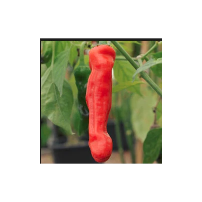 Chilli Peter - Capsicum annuum - semená - 5 ks