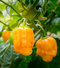 Chilli Bhut Jolokia žlté - Capsicum chinense - semená - 5 ks