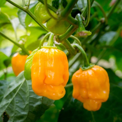 Chilli Bhut Jolokia žlté - Capsicum chinense - semená - 5 ks