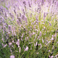 Levanduľa lekárska ružová ŠPECIÁL - Lavandula angustifolia - semená - 15 ks