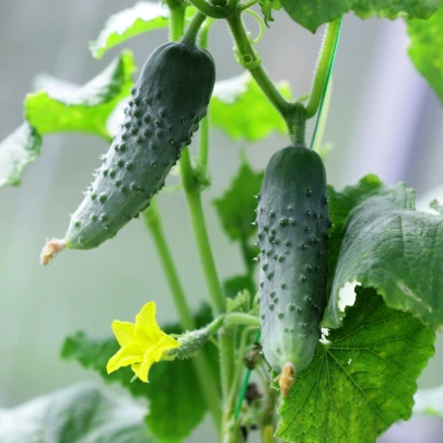 Uhorka nakladačka Hokus - Cucumis sativus - semená - 15 ks