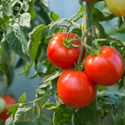 Paradajka Karkulka - Solanum lycopersicum - semená - 20 ks