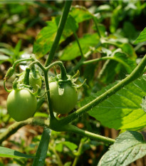 Paradajka White Cherry - Solanum lycopersicum - semená - 7 ks