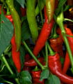 Paprika kozí/baraní roh Poseidon - Capsicum annuum - semená - 15 ks