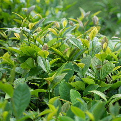 Tea tree - Leptospermum rotundifolium - semená - 30 ks