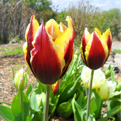Tulipán Gavota - Tulipa - cibuľoviny - 3 ks