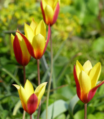 Tulipán do skalky Clusiana Chrysantha - Tulipa - cibuľoviny - 3 ks