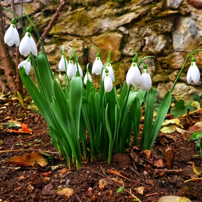 Snežienka Elwésova - Galanthus elwesii - cibuľoviny - 3 ks