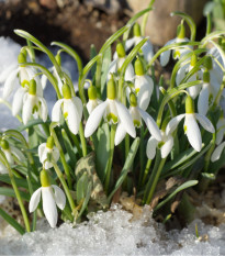 Snežienka Woronova - Galanthus woronovii - cibuľoviny -3 ks