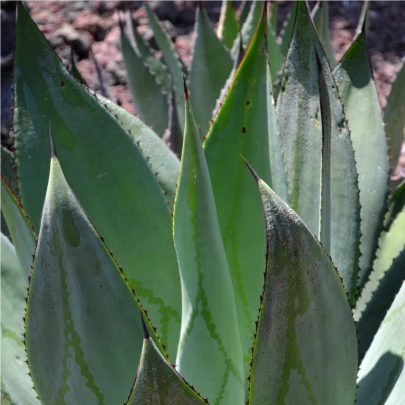 Agáve - Agave marmorata - semená - 10 ks