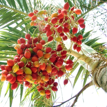 Palma - Carpentaria Acuminata - semená - 4 ks