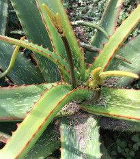 Aloe branddraaiensis - Aloe - semená - 6 ks