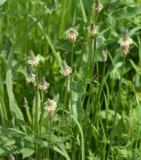 Skorocel kopijovitý - Plantago lanceolata - semená - 0,2 g