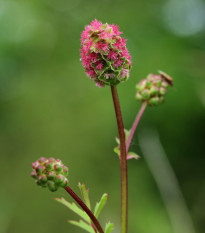 Krvavec menší - Sanguisorba minor - semená - 8 ks