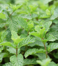 Mäta klasnatá - Mentha viridis - semená - 25 ks