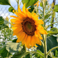 Slnečnica Topolino - Helianthus annuus - semená - 7 ks