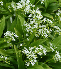 Medvedí cesnak - Allium ursinum - cibuľoviny - 3 ks