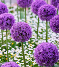 Okrasný cesnak Gladiator - Allium giganteum - cibuľoviny - 1 ks