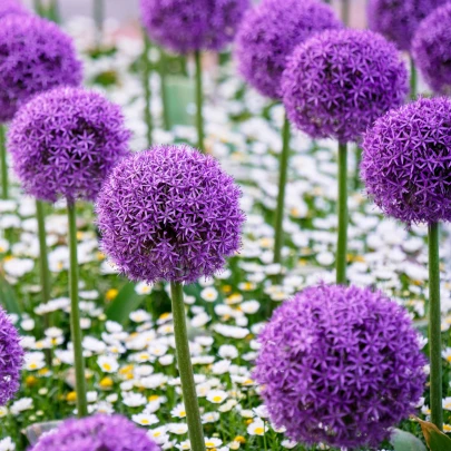 Okrasný cesnak Gladiator - Allium giganteum - cibuľoviny - 1 ks