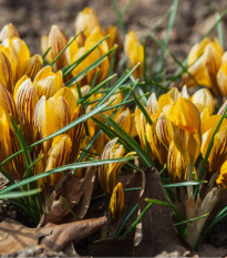 Krókus Fuscotinctus - Crocus - cibuľoviny - 3 ks