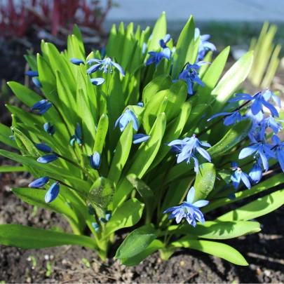 Scilla sibírska - Scilla siberica - cibuľoviny - 3 ks