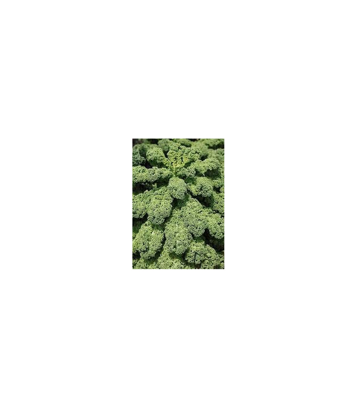 Kučeravý kel zelený stredne vysoký - semená - 0,9 g