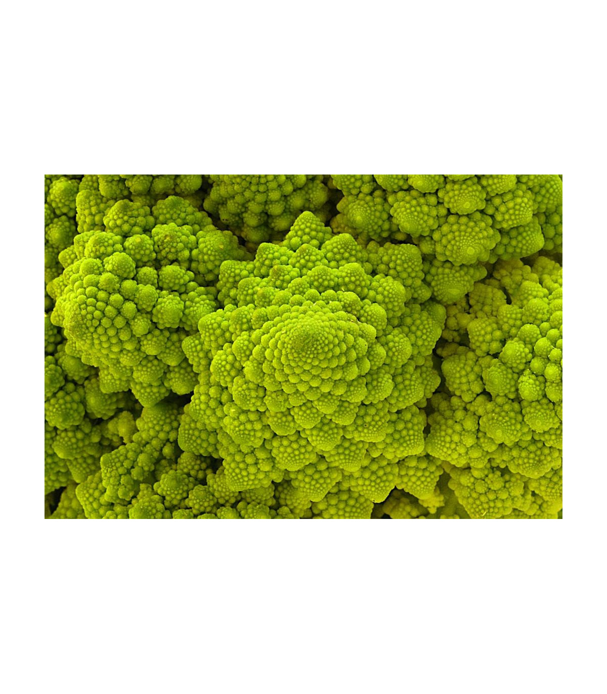 Karfiol neskorý Romanesco - Brassica oleracea botrytis - semená - 20 ks