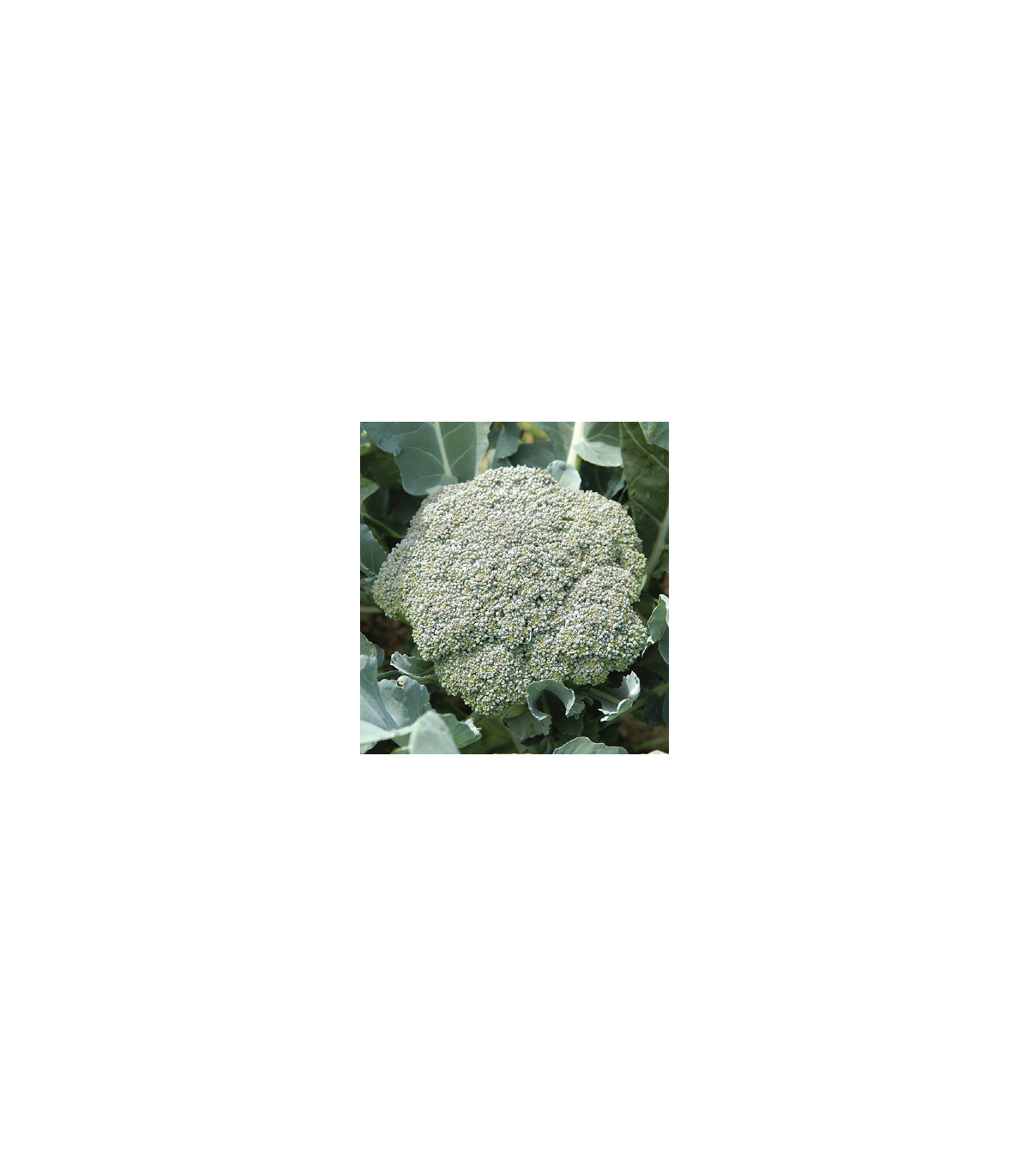 Brokolica Green Magic F1 - Brassica oleracea L. - predaj semien brokolice - 20 ks