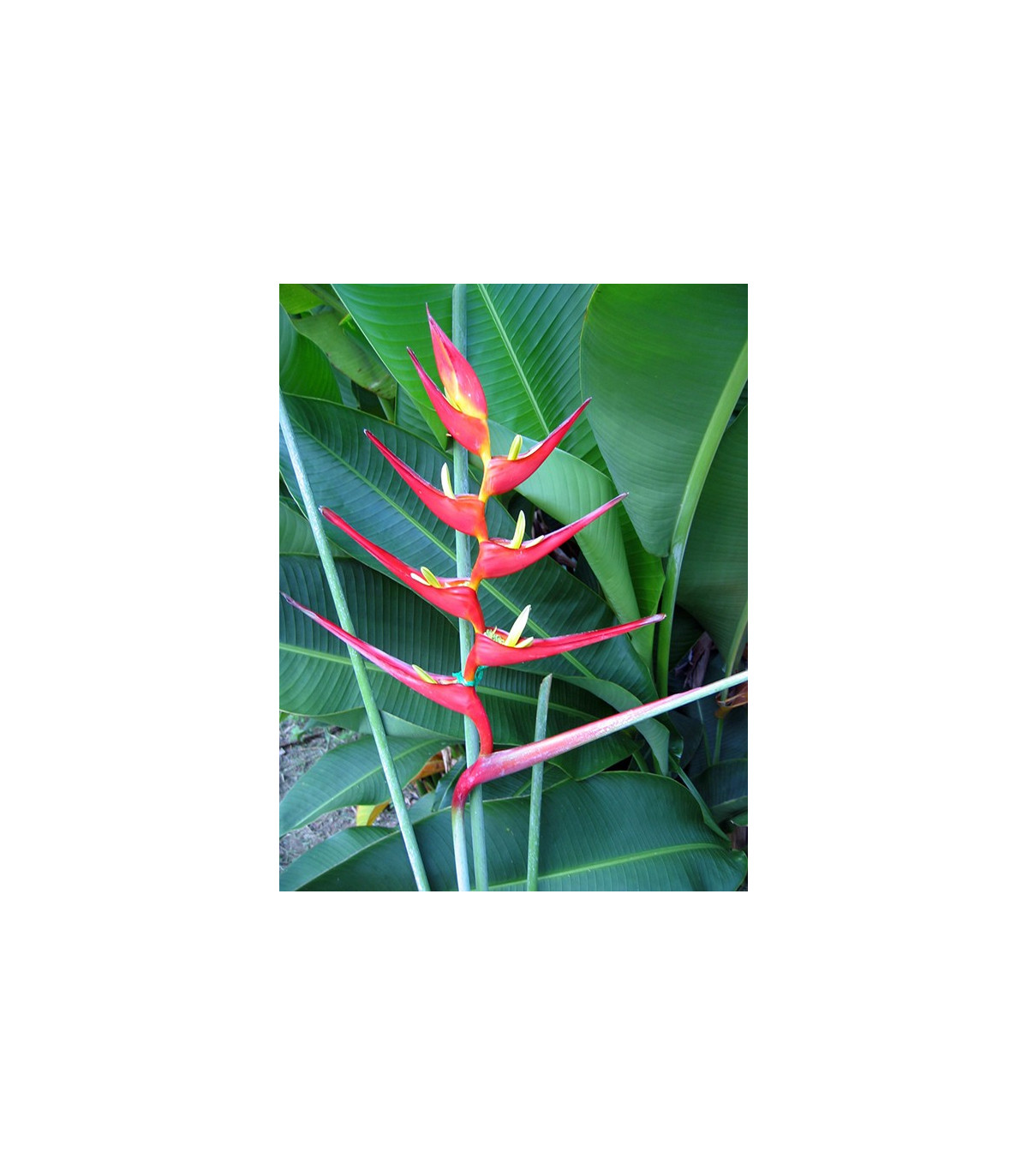 Helikónia farinosa červená - Heliconia farinosa - semená - 3 ks