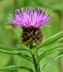 Nevädza Lesser Knapweed - Centaurea nigra - semená - 120 ks