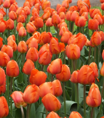 Tulipán Orange Brilliant - Tulipa - cibuľoviny - 3 ks