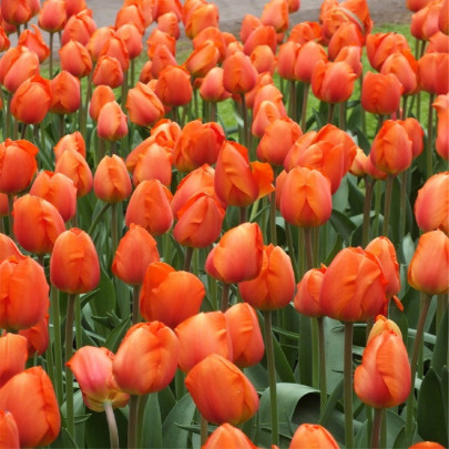 Tulipán Orange Brilliant - Tulipa - cibuľoviny - 3 ks