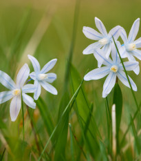 Puškínia scilovitá - Puschkinia libanotica - cibuľoviny - 6 ks