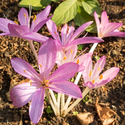 Jesienka jesenná - Colchicum cilicicum - cibuľoviny - 1 ks