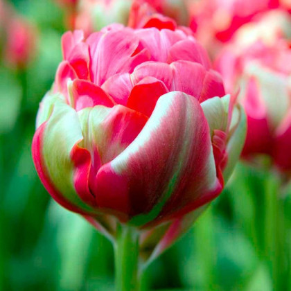 Tulipán Renown Unique - predaj cibuľovín - holandské tulipány - 3 ks