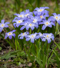 Modravka bielomodrá - Chionodoxa forbesi blue - cibuľoviny - 5 ks