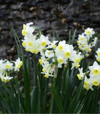 Narcis Minnow - Narcissus L. - cibuľoviny - 3 ks