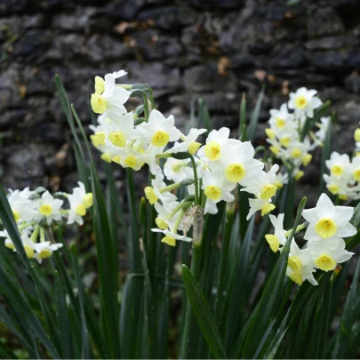 Narcis Minnow - Narcissus L. - cibuľoviny - 3 ks