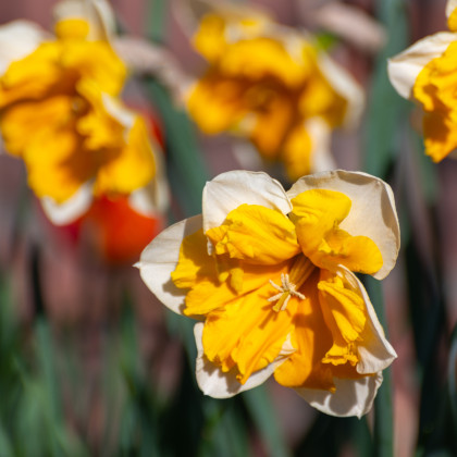 Narcis Orangery - Narcissus L. - cibuľoviny - 3 ks
