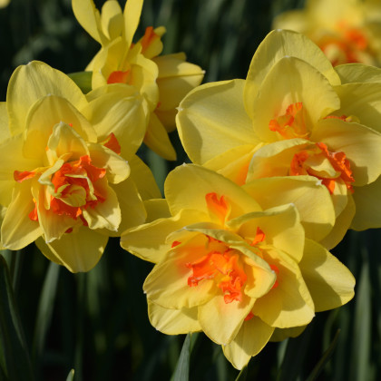 Narcis Tahiti - Narcissus L. - cibuľoviny - 3 ks