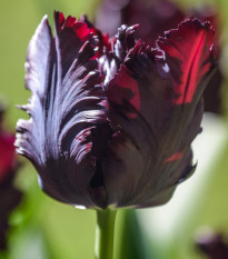 Tulipán Black Parrot - Tulipa - cibuľoviny - 3 ks