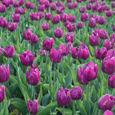 Tulipán Purple Flag - Tulipa - cibuľoviny - 3 ks