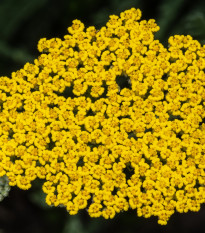 Rebríček túžobníkový Cloth of Gold - Achillea filipendula - semená - 800 ks