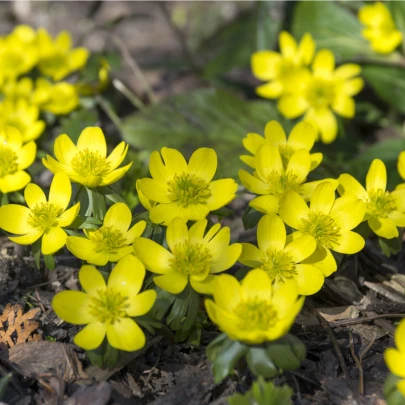 Tavolín - Eranthis cilicica - cibuľoviny - 3 ks