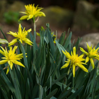 Mininarcis Rip van Winkle - Narcissus L. - cibuľoviny - 3 ks