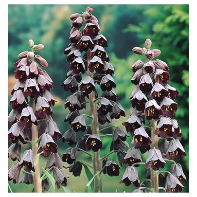 Korunkovka perzská - Fritillaria Persica - cibuľky - 1 ks