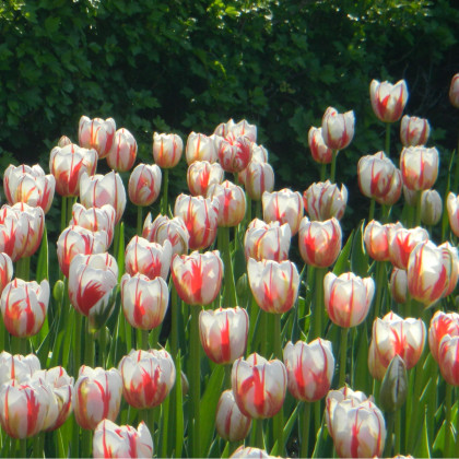 Tulipán Happy Generation - Tulipa - cibuľoviny - 3 ks
