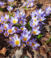 Krókus Tricolor - Crocus - cibuľoviny - 3 ks